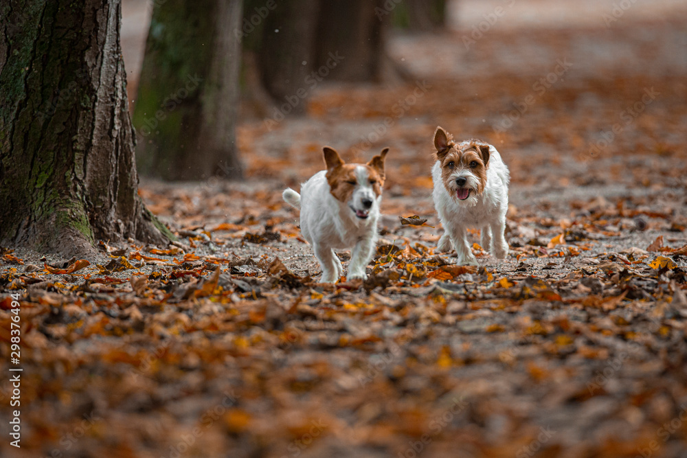 Jack Russle Terrier in a park among autumn leaves.. Jack Russle Terrier in a park among autumn leaves..