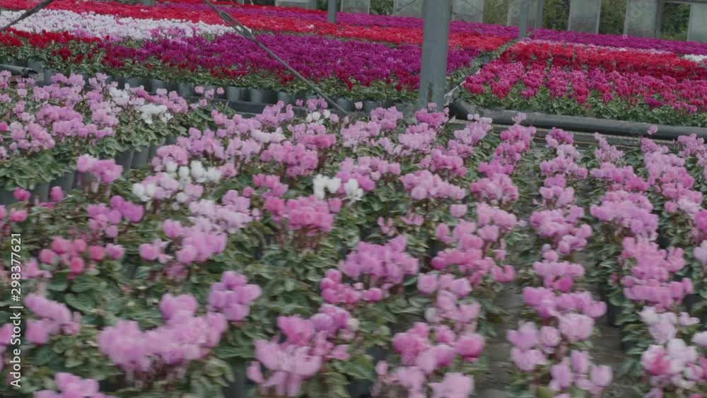 cyclamens in Botanical garden of japan cyclamens in Botanical garden of japan