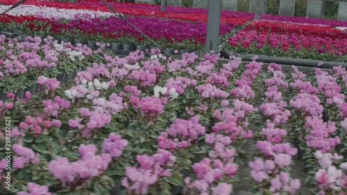 Wallpaper Mural cyclamens in Botanical garden of japan Torontodigital.ca