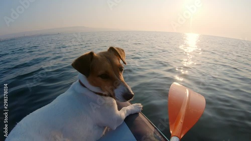 Slow motion paddle on an inflatable kayak on a calm surface of the sea against the background of the sky and the sun disc in the light of pink dawn. Dog Jack Russell background of the sun looks. Gopro