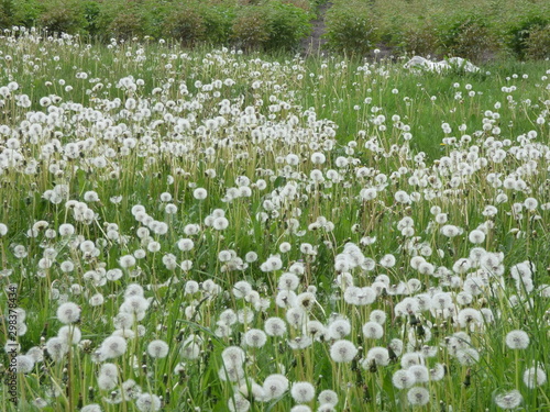 Wallpaper Mural Природа Torontodigital.ca