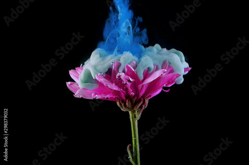 Flower under water and Splashes of colored ink, bright colors