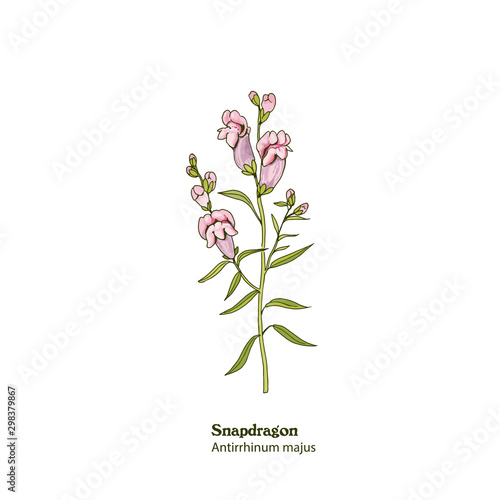 Hand drawn illustration of  pink Snapdragon plant  Antirrhinum majus with flowers  leaves and stem.