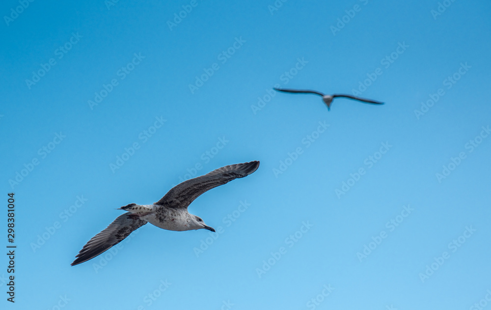 seagull flying in the blue sky seagull flying in the blue sky