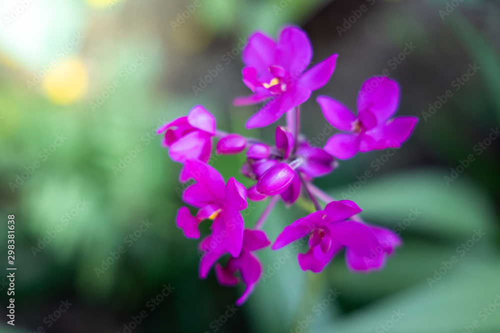 The background image of the colorful flowers The background image of the colorful flowers
