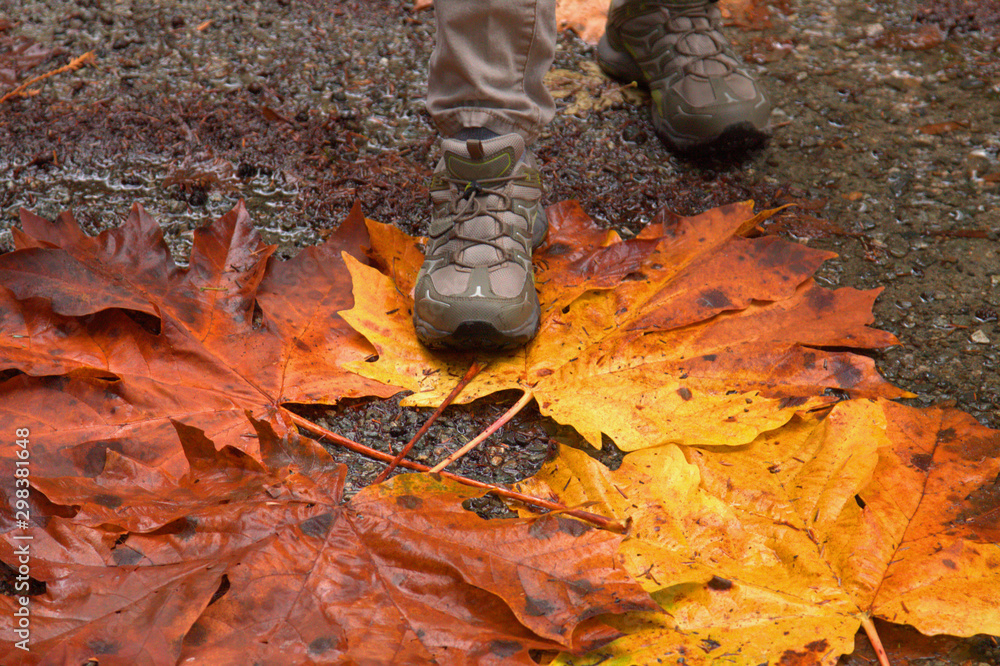 Lady hiker in the Canadian rain forest standing on a huge Maple Leaf that Canada is known for. Lady hiker in the Canadian rain forest standing on a huge Maple Leaf that Canada is known for.