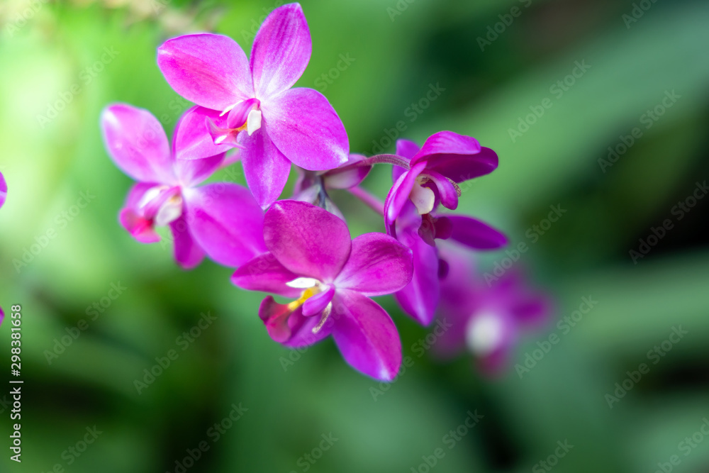 The background image of the colorful flowers