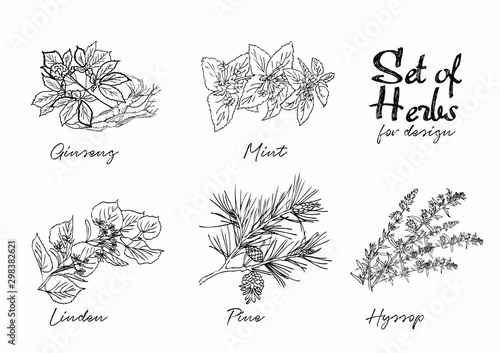 Hand drawn herbs set for medicinal, for cooking, cosmetics, store, health care, tag label, food design. Botanical illustrations for tags. Vector sketches.