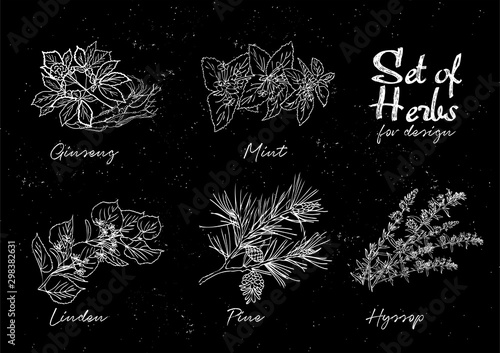 Hand drawn herbs set for medicinal, for cooking, cosmetics, store, health care, tag label, food design. Botanical illustrations for tags. Vector sketches.