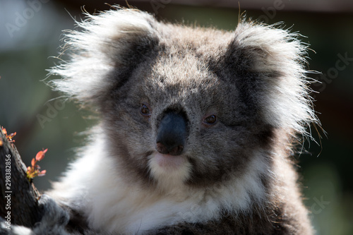 Photography The Koala (Phascularctos cinereous)  is an arboreal herbivorous marsupial native
