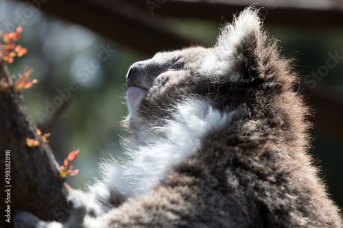 Photography The Koala (Phascularctos cinereous)  is an arboreal herbivorous marsupial native