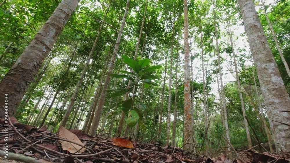 Vertical and height of Dipterocarpus intricatus tree in the forest. Panning video Vertical and height of Dipterocarpus intricatus tree in the forest. Panning video