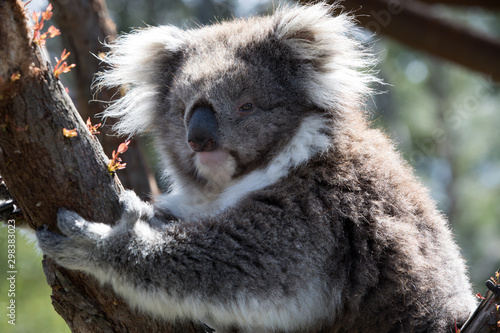 Photography The Koala (Phascularctos cinereous) is an arboreal herbivorous marsupial native