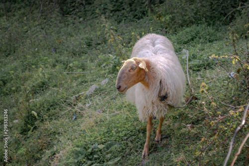 Carranzana sheep. White sheep with brown face and legs in a meadow. photo