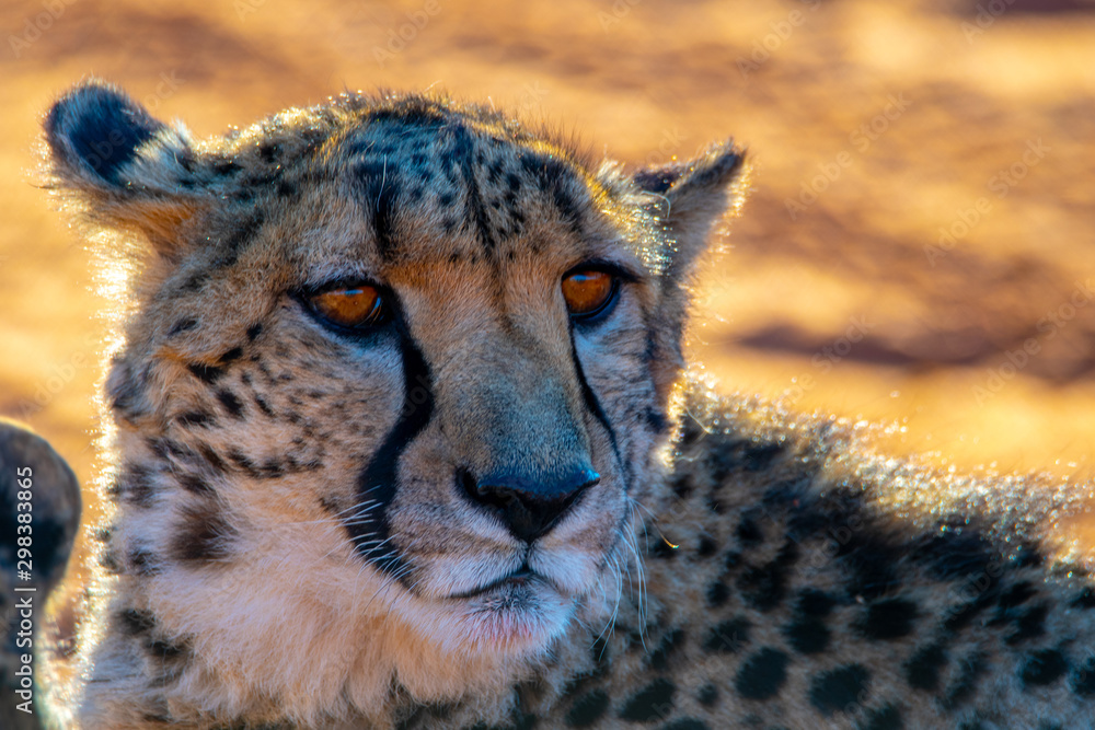 Fotografie Guépard en Namibie, Afrique