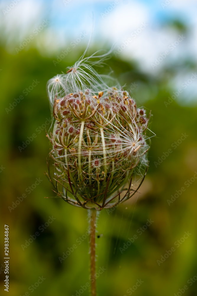 Seeds Seeds