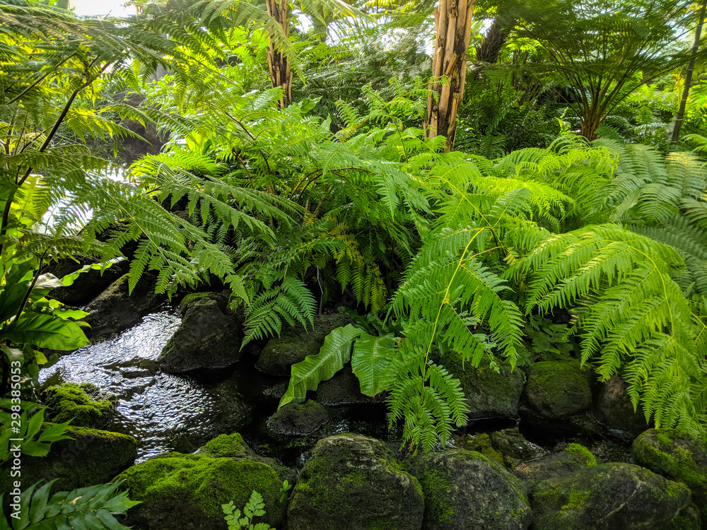 Obraz premium waterfall in the jungle