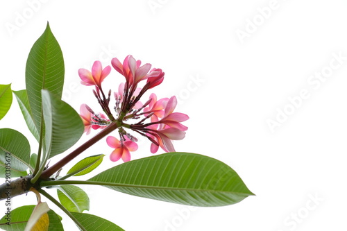 Pink Frangipani / Plumeria flower known as bunga kamboja in Indonesia in bottom or low view angle 