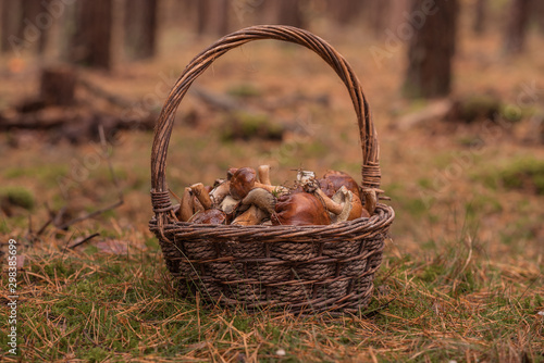 A full basket with edible mushrooms.