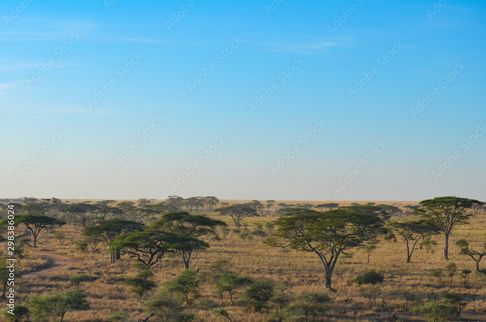 Aerial view of the plains of the Serengeti with acacia trees under a blue sky in Tanzania, Africa