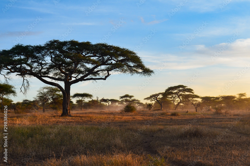 Fog rolls in among the acacia trees of of Serengeti National Park at dawn in Tanzania, Africa