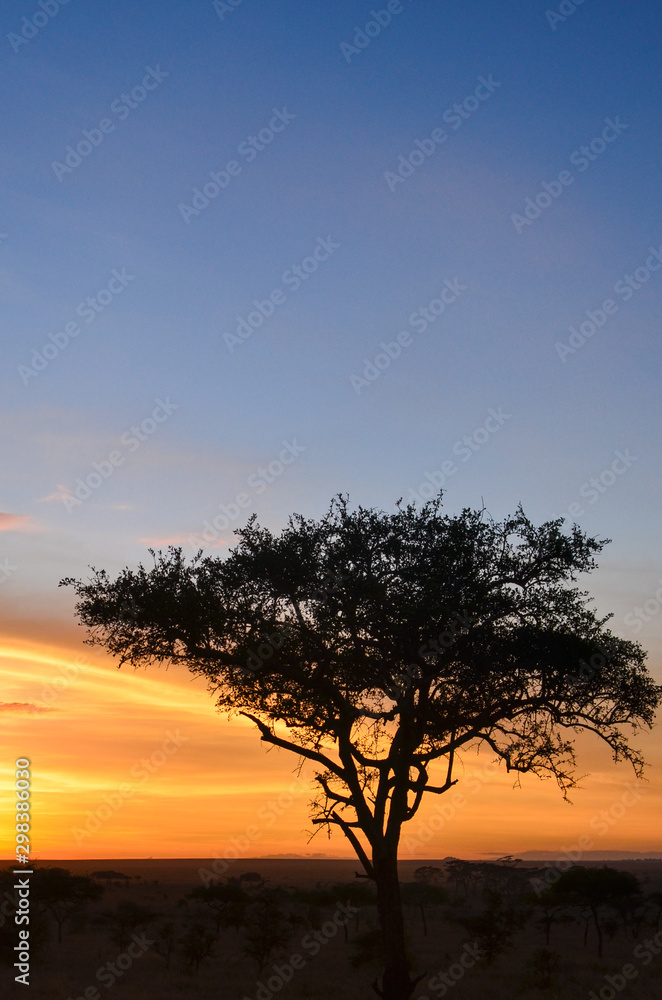 Vertical image of the silhouette of an acacia tree at sunrise in Serengeti National Park, Tanzania, Africa