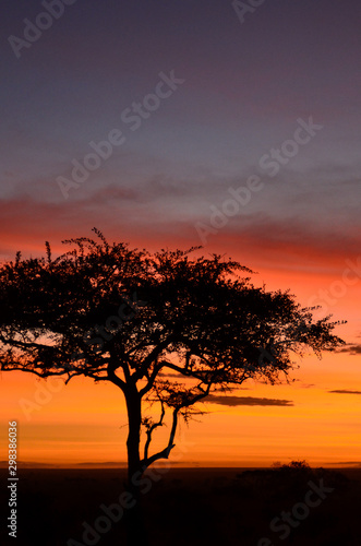 Silhouette of a solitary acacia tree against a bright orange sunrise in Serengeti National Park  Tanzania  Africa