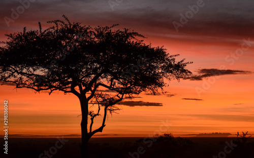 Silhouette of an acacia tree at sunrise with an orange sky on the plains of Serengeti National Park, Tanzania, Africa