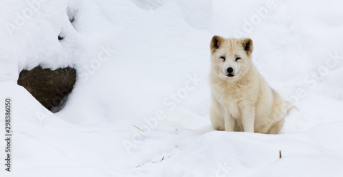 A lone Arctic Fox in winter