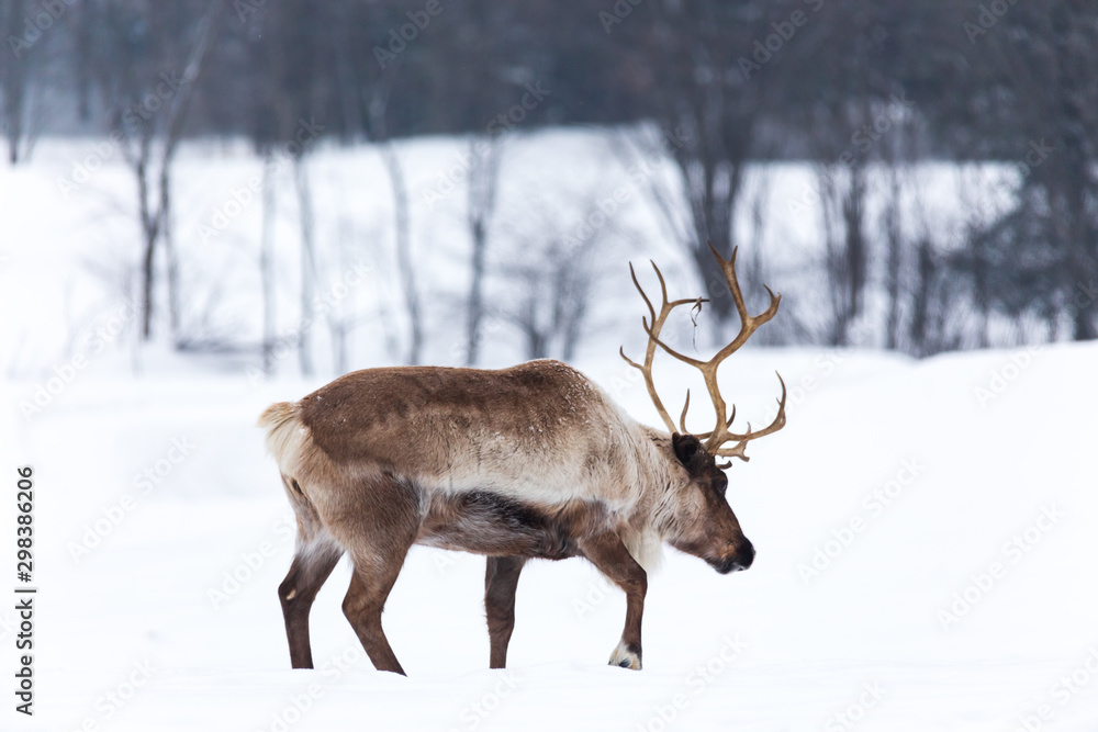 Caribou in winter Caribou in winter