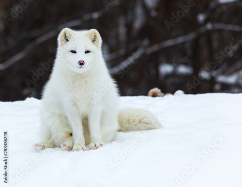 A lone Arctic Fox in winter © Joe