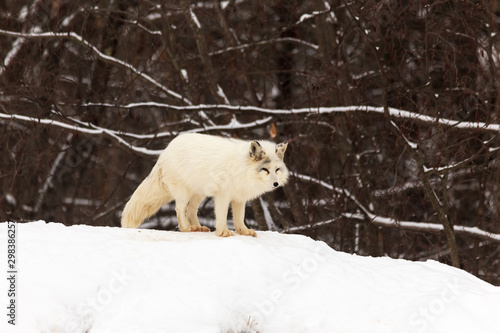 A lone Arctic Fox in winter