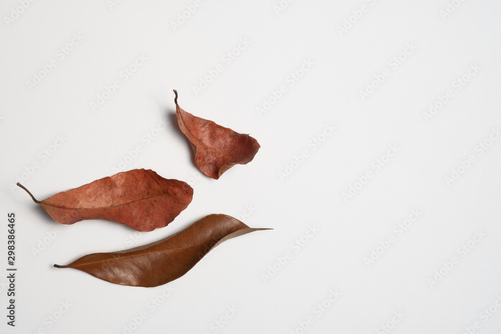 Fototapeta premium Autumn composition. Frame made of autumn leaves, Flat lay leaf on white background, top view, copy space