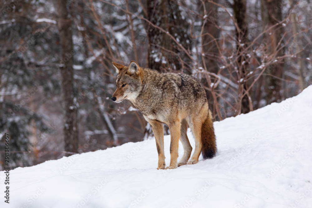 Fototapeta premium A lone coyote in winter