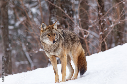 A lone coyote in winter