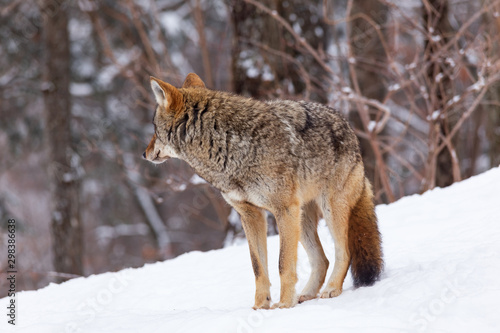 A lone coyote in winter