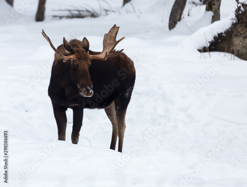 A lone bull moose in winter © Joe