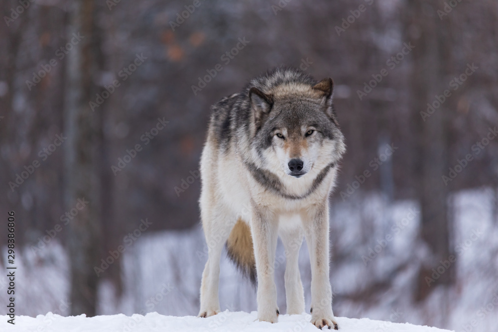 Obraz premium A lone timber wolf in winter