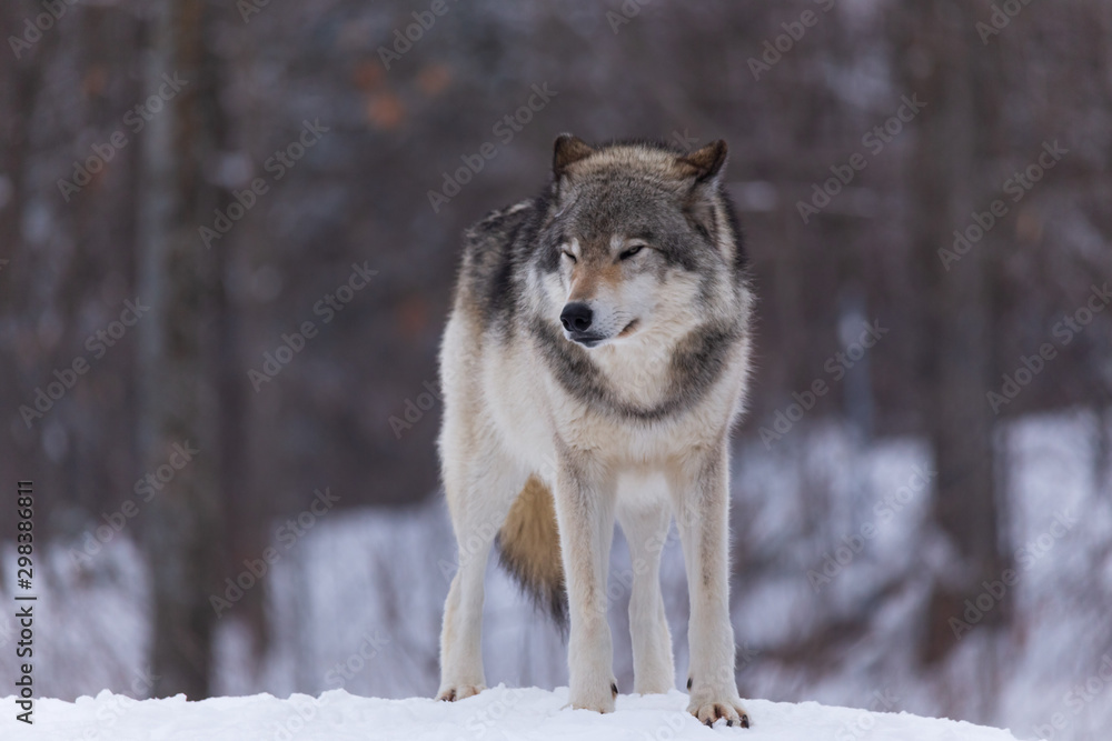 A lone timber wolf in winter A lone timber wolf in winter