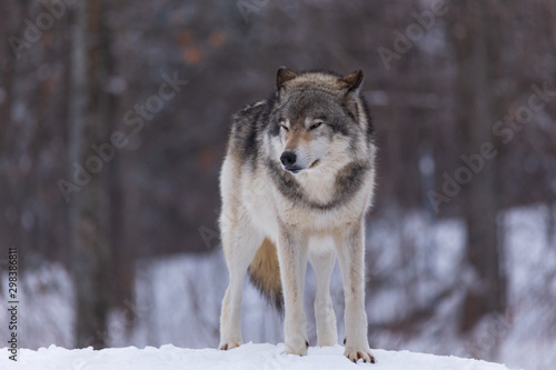 A lone timber wolf in winter © Joe