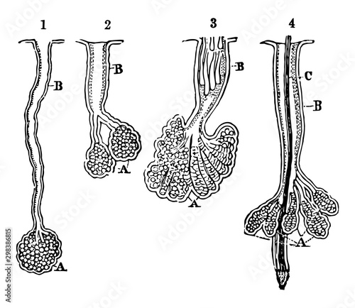 Oil Glands and Ducts, vintage illustration.
