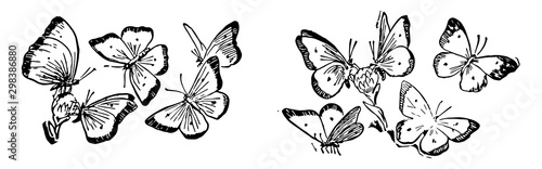 Ten butterflies, vintage illustration.