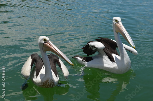 pelican pair
