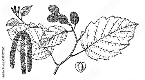 Branch of Alnus Sitchensis vintage illustration. photo