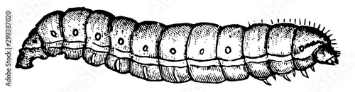 Grapevine Root Borer, vintage illustration.