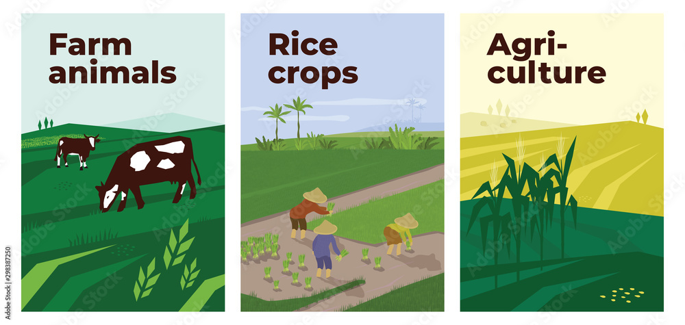 Set of vectors with agriculture, farm animals and rice crops cultivation. Illustrations people working in paddy field, cows in pasture and landscape with maize. Template for poster, banner, flyer, ad.