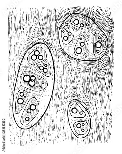 Costal Cartilage, vintage illustration