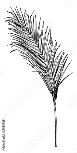 Areca Palm Frond comes from an Asian tree, vintage engraving.