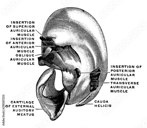 Cartilage of the Pinna, vintage illustration.