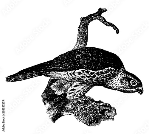 Pigeon hawk, vintage illustration.
